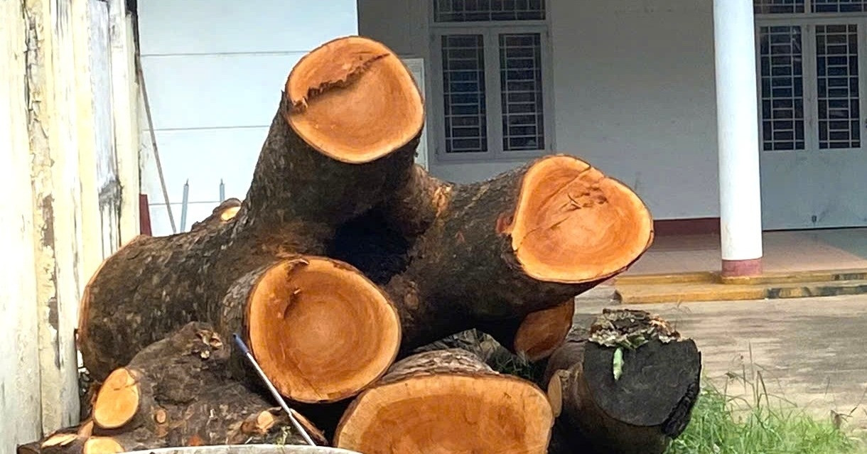 Yêu cầu báo cáo vụ 2 cây xà cừ bị cắt hạ trong trụ sở Công an phường