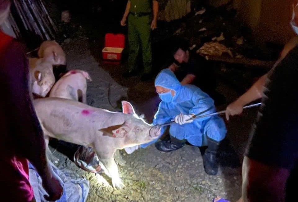 Đàn lợn đang được đưa đi tiêu thụ có biểu hiện lạ, công an hành động khẩn cấp