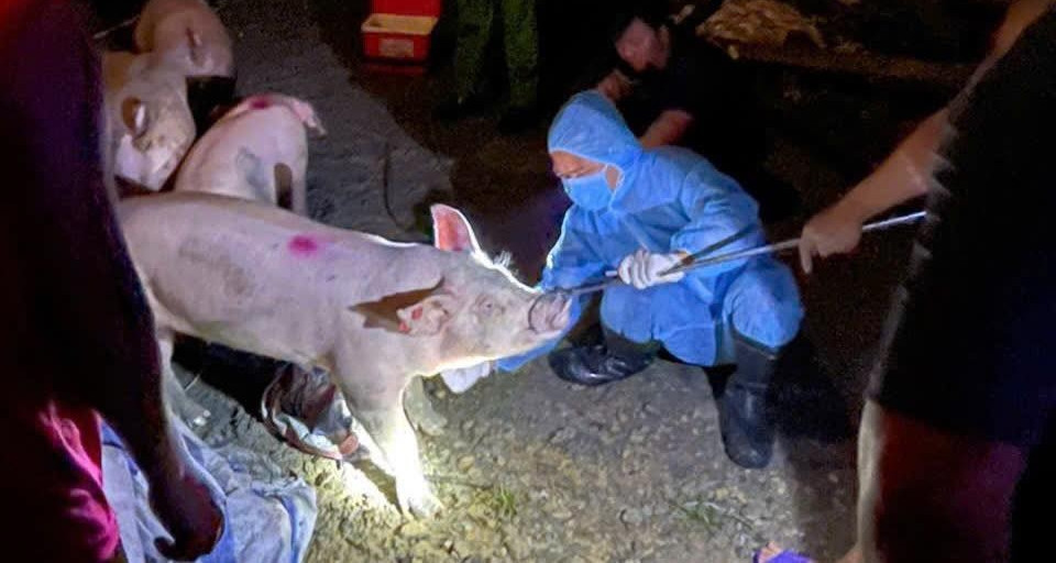 Đàn lợn đang được đưa đi tiêu thụ có biểu hiện lạ, công an hành động khẩn cấp