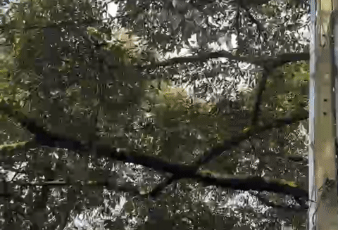 Nghề 'lạ đời' hái ra tiền bằng đôi tai thính và ánh mắt tinh