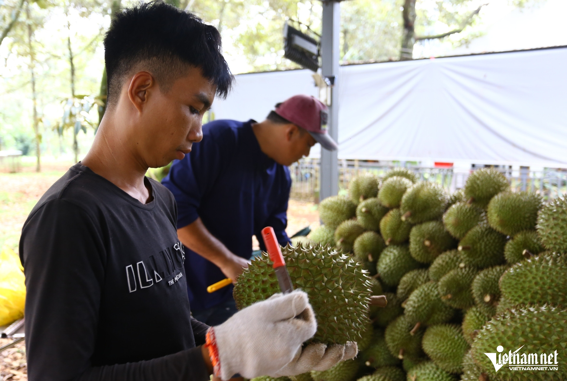 W-sau rieng   hoang anh (1).jpg