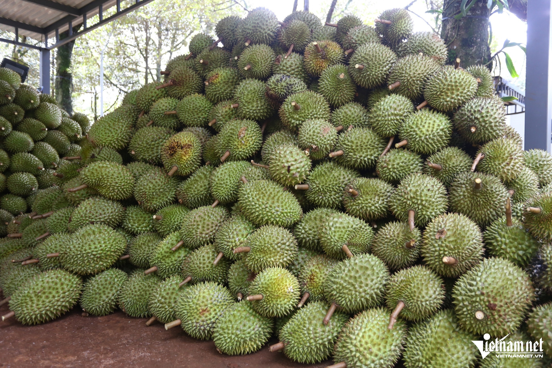 W-sau rieng   hoang anh (2).jpg