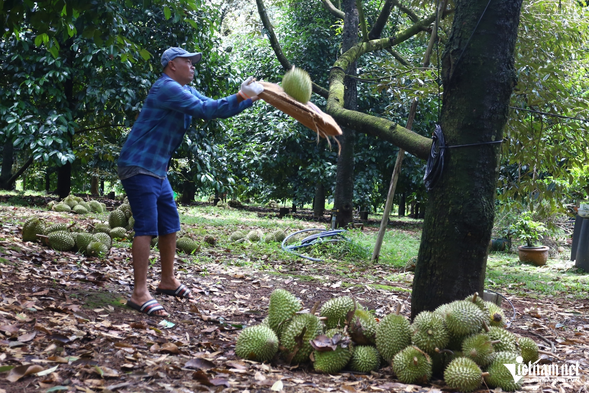 W-sau rieng   hoang anh (4).jpg