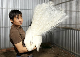 Chim công.jpg