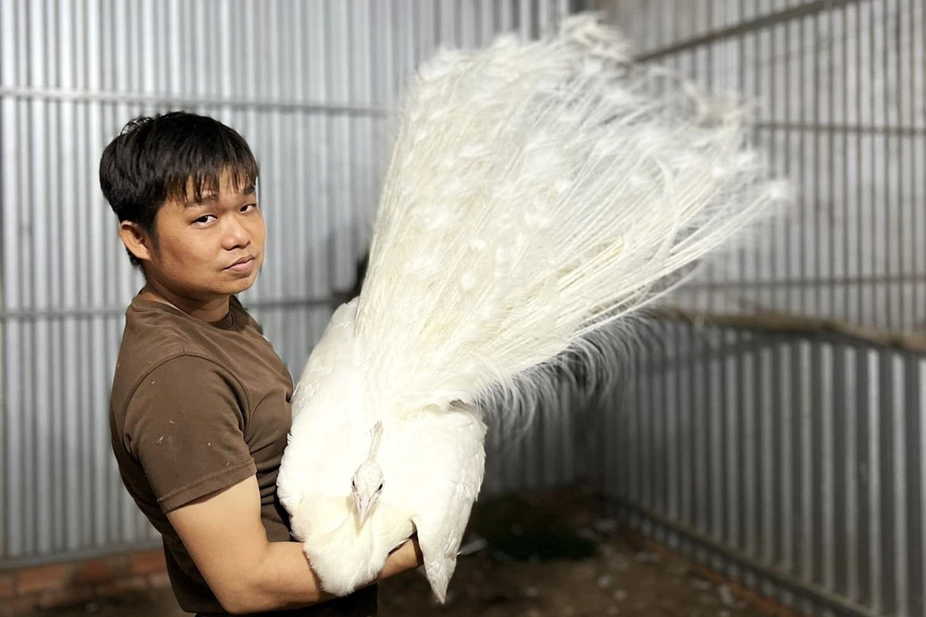 Nuôi đàn chim quý đuôi dài, múa đẹp, chàng trai Cần Thơ thu 300 triệu mỗi năm