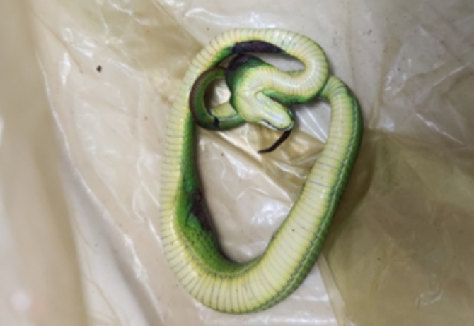 Bé trai bị rắn lục cắn khi sang nhà hàng xóm chơi cầu trượt