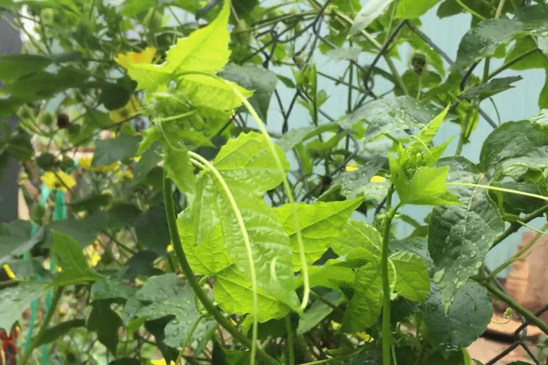 Rau đặc sản ở miền Bắc không trồng vẫn mọc, nấu canh hay xào đều ngon, bổ