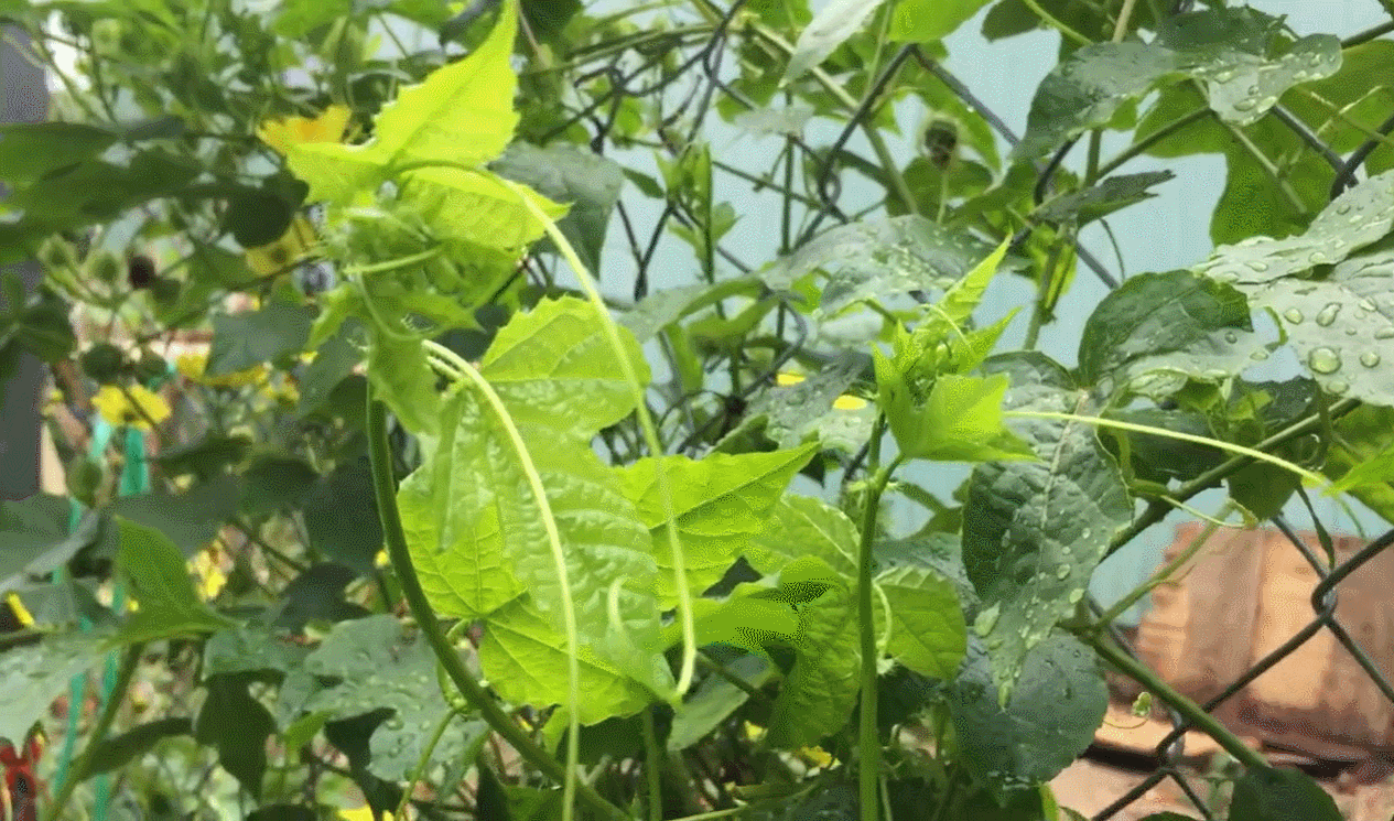 thumb rau lac tien 109388.gif