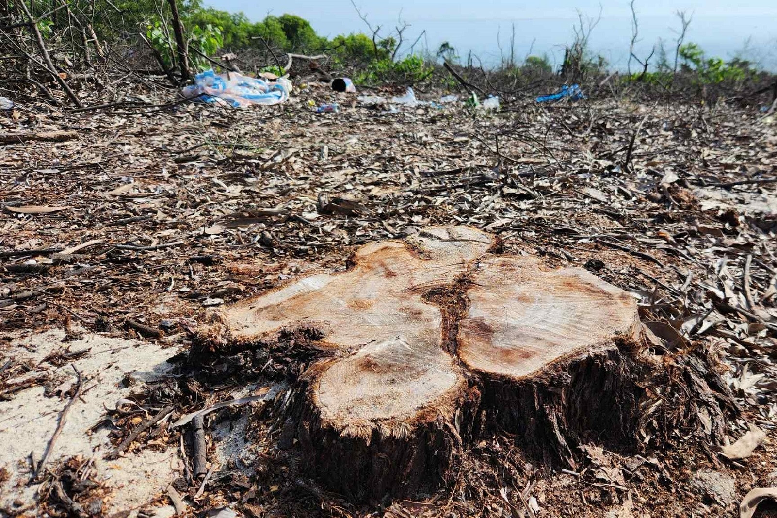 TP Huế báo cáo Thủ tướng vụ rừng phòng hộ ven biển bị chặt phá trái phép