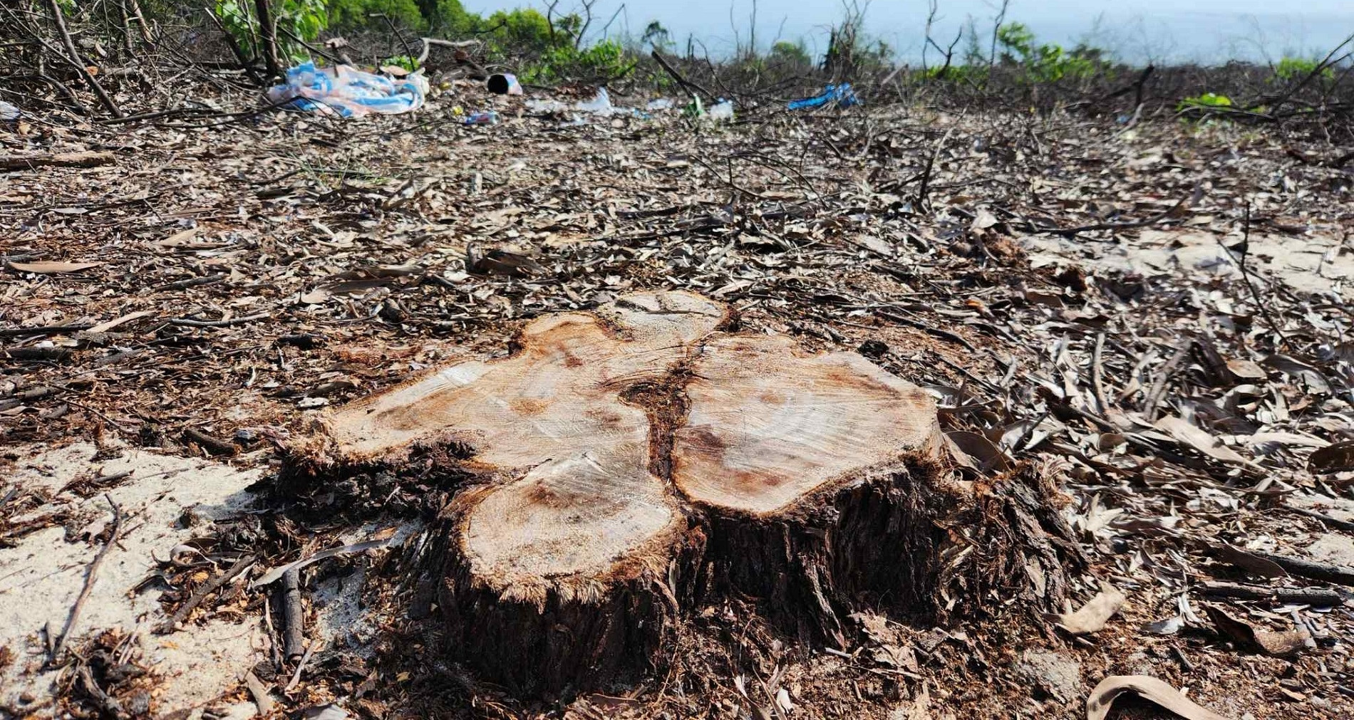 TP Huế báo cáo Thủ tướng vụ rừng phòng hộ ven biển bị chặt phá trái phép