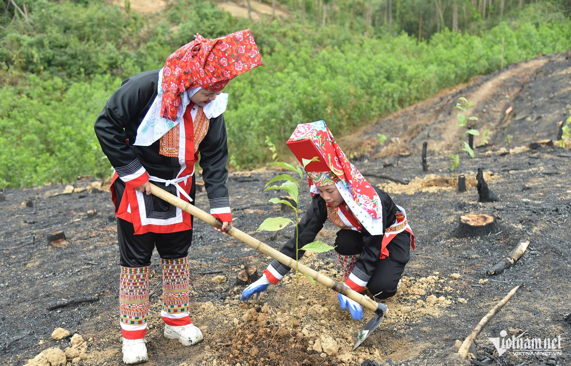 W-phát triển rừng Quảng Ninh 3.jpg