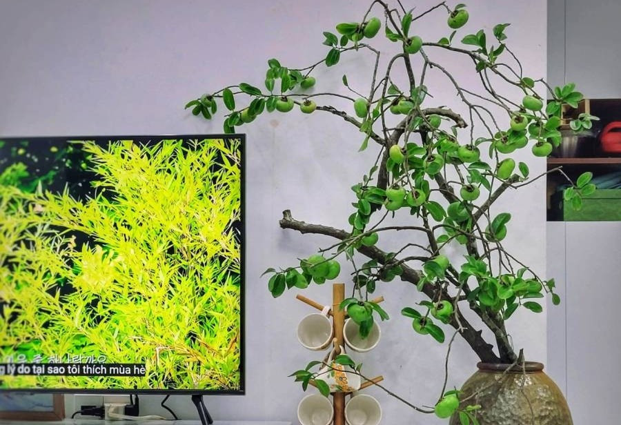 Chị em 'chịu chi', mua cành thị lúc lỉu quả về cắm, bừng sáng cả góc phòng