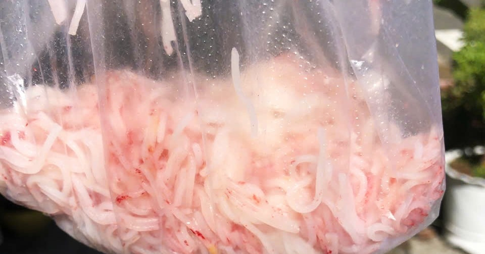 Xác định vi khuẩn gây hiện tượng bún đổi màu trắng sang đỏ ở Đà Nẵng