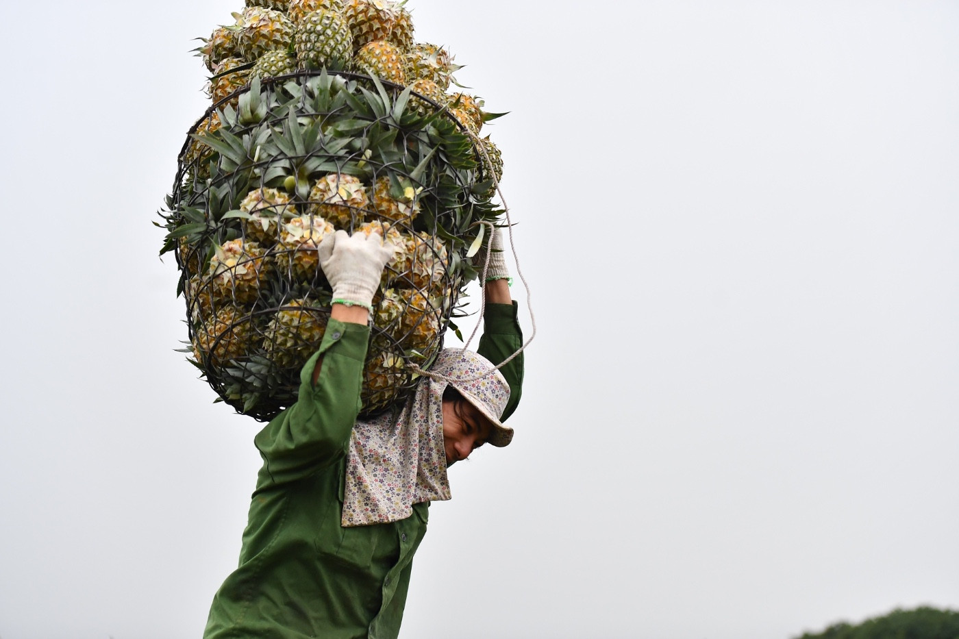dứa (74).jpg