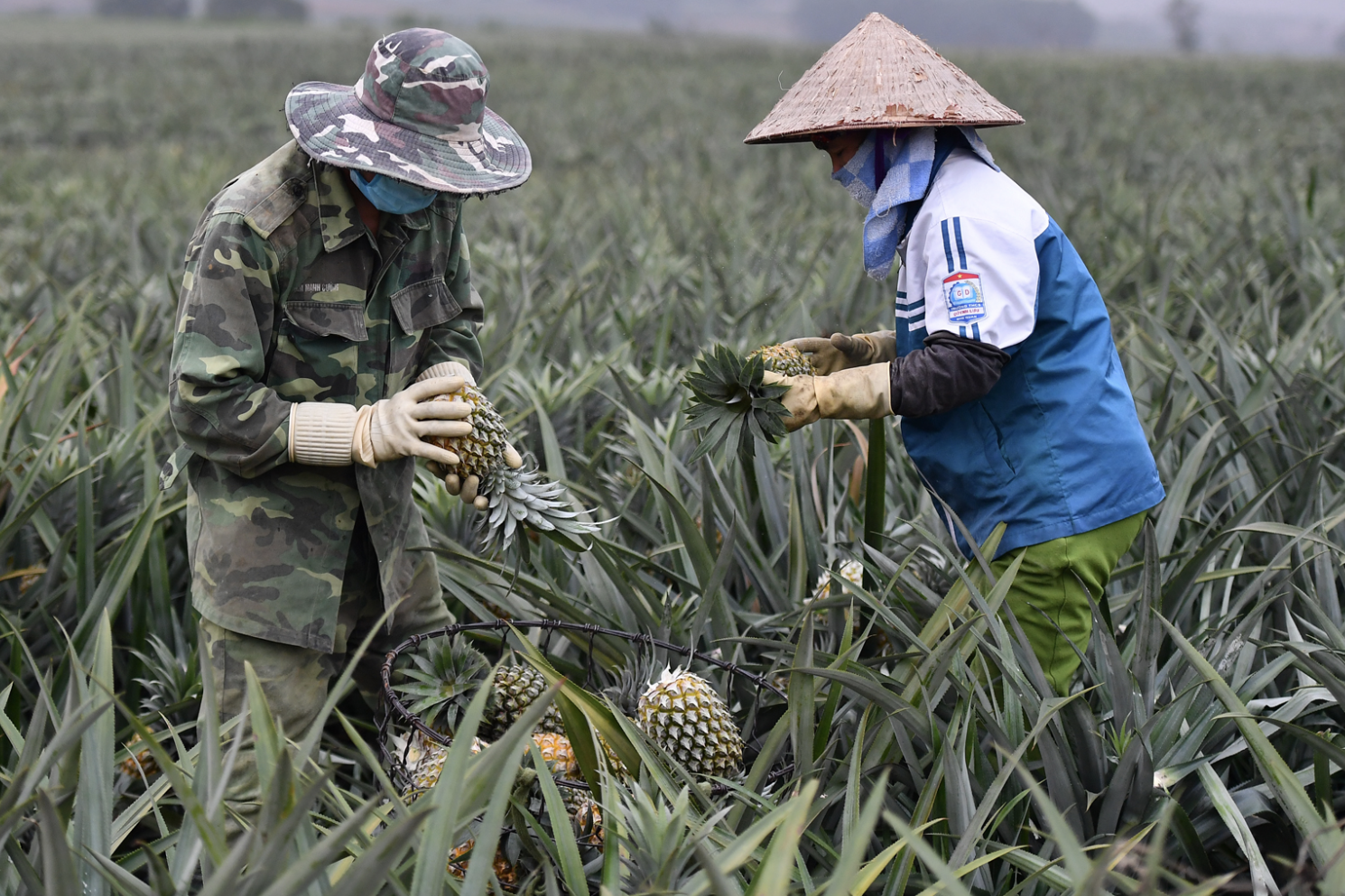 Không chỉ 1 tỷ USD, 4 loại trái cây này có thể giúp Việt Nam thu chục tỷ mỗi năm