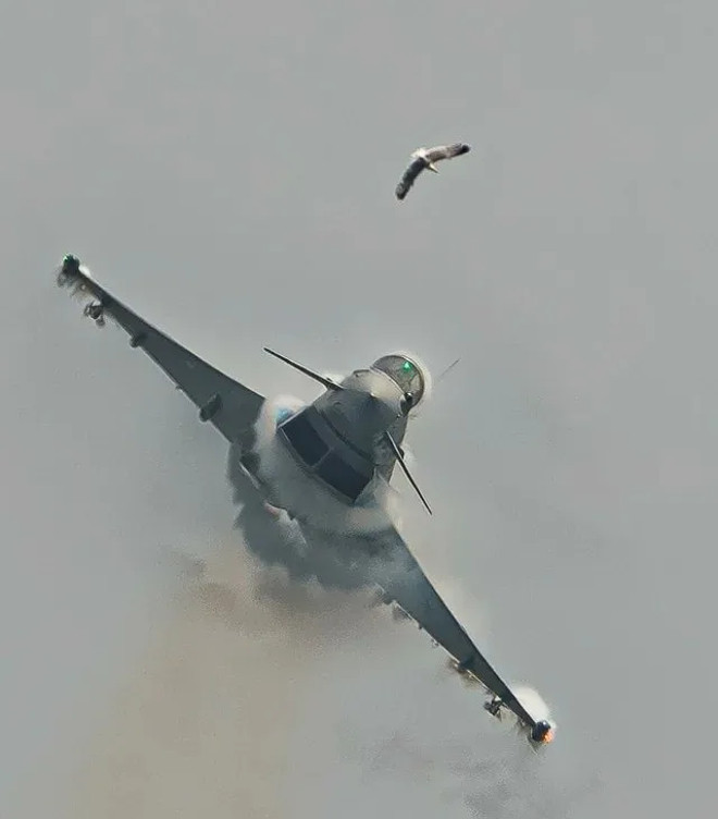 tiem kich va phai chim 1.jpg