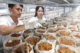 Trồng nấm 2.jpg
