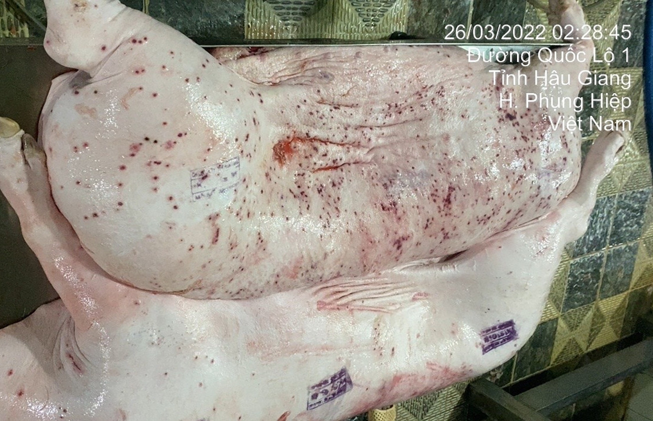 C.P. Việt Nam lên tiếng về 2 mảnh thân thịt heo nghi nhiễm bệnh gửi trên nhóm Zalo