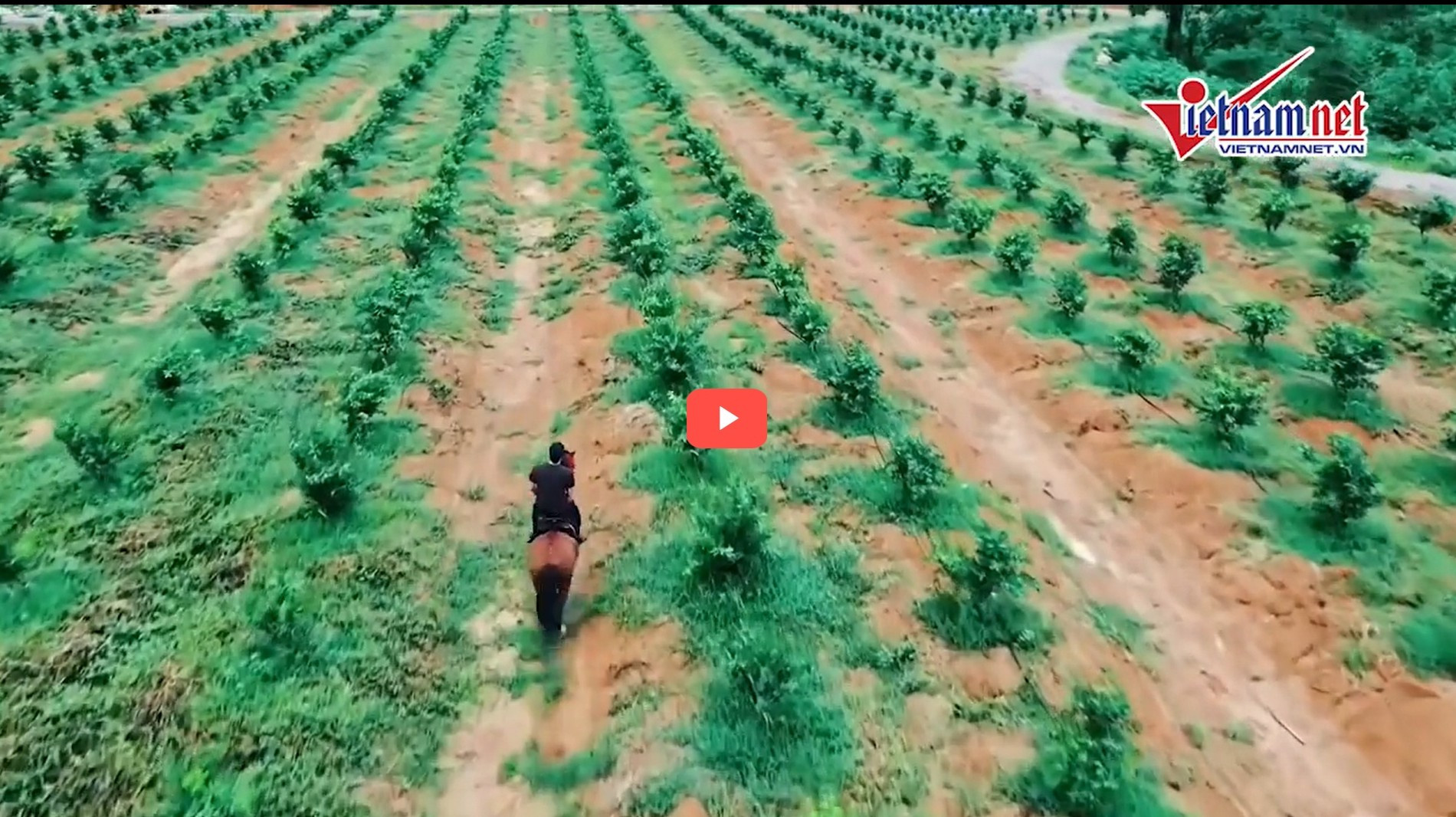 trang trai Vi ngo.jpg