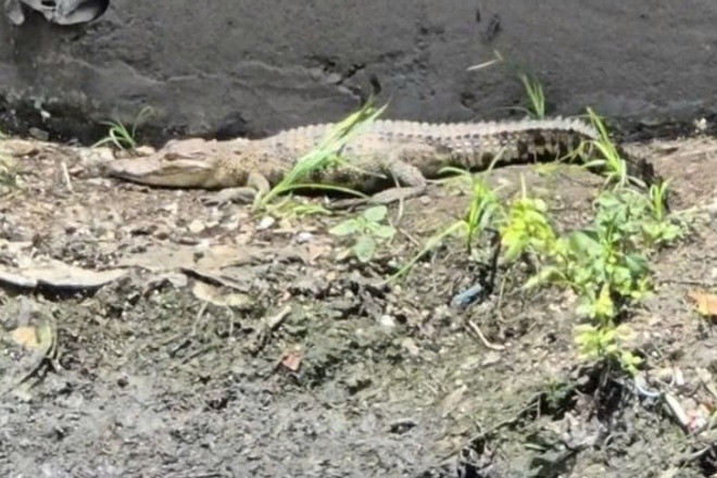 Cá sấu xuất hiện dưới kênh ở TPHCM, chính quyền ráo riết truy tìm