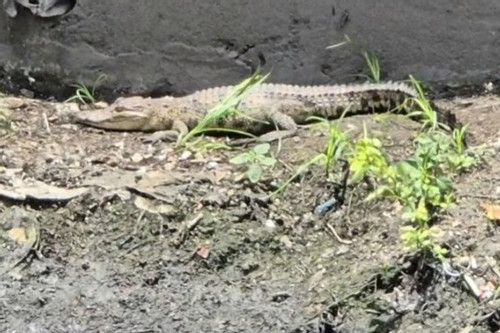 Cá sấu xuất hiện dưới kênh ở TPHCM, chính quyền ráo riết truy tìm