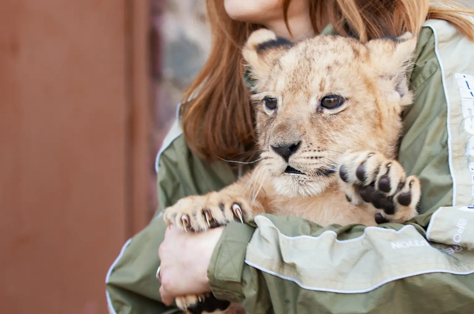 cute little lion cub zoo 108379452.webp