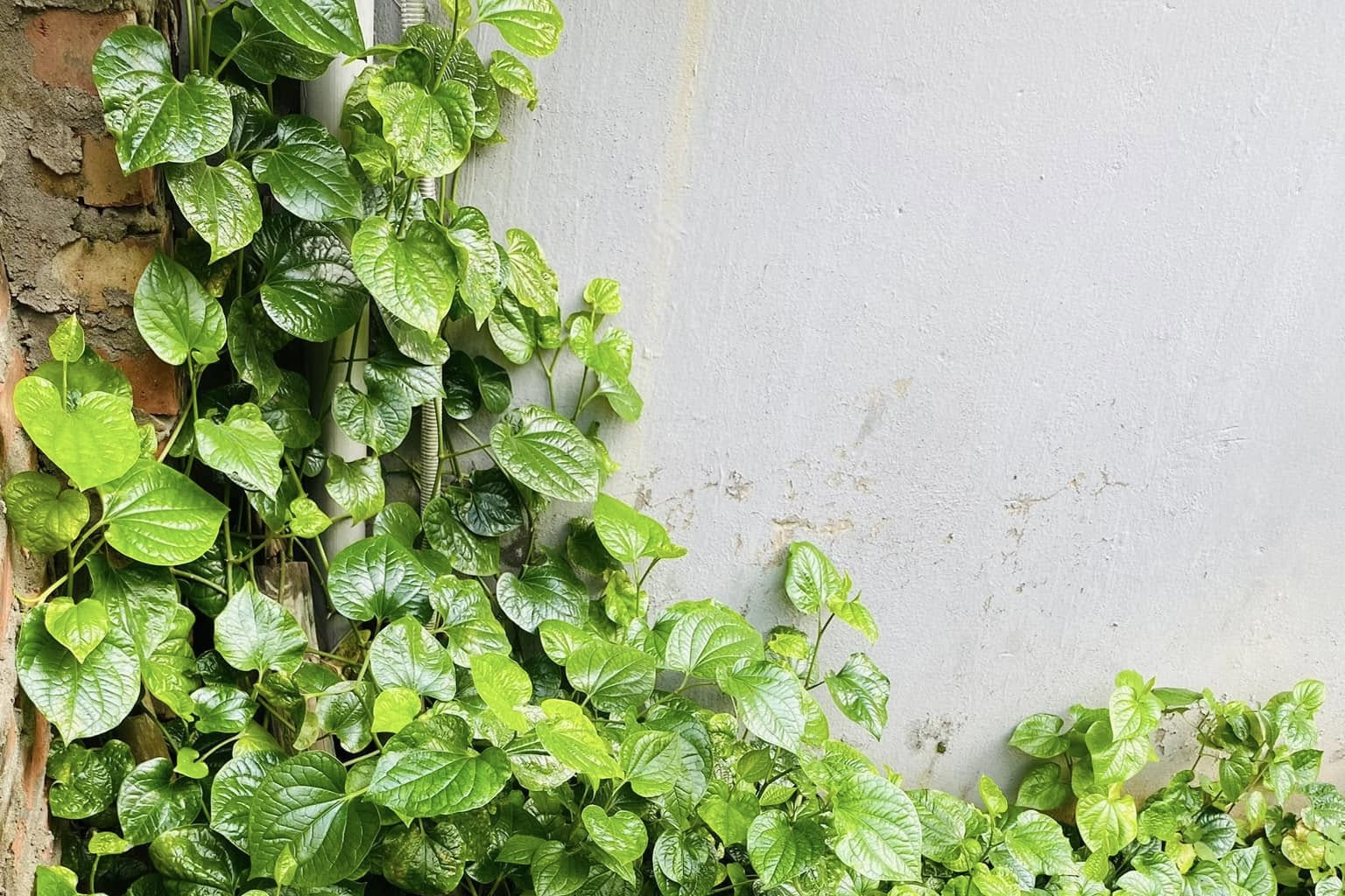 Nước lá lốt đa dạng tác dụng nhưng ai nên thận trọng khi uống?