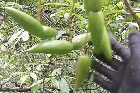 Quả mọc dại có hình thù lạ 'lên đời' thành đặc sản, ăn giòn ngon, vị chua thanh