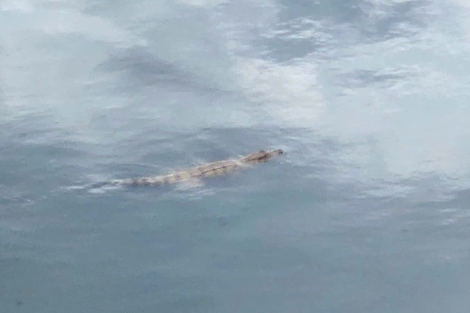 Cá sấu thường xuyên lên mô đất tắm nắng ở TPHCM đã bị vây bắt