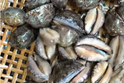 Đặc sản 'trời ban' ở biển Việt có tên thú vị, ăn giòn dai, thơm ngon