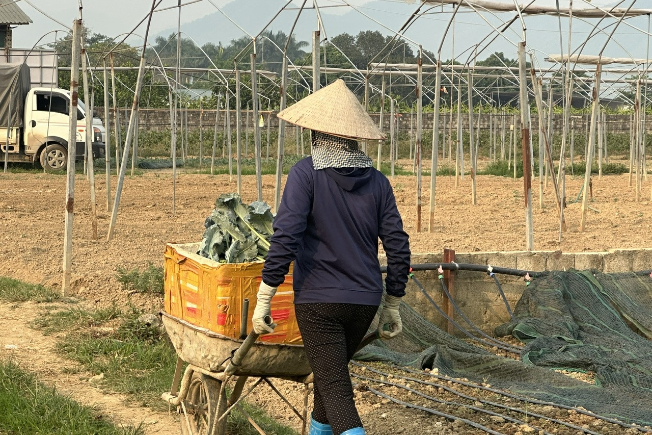 Đưa khoa học công nghệ vào đồng ruộng giúp nông dân Điện Biên làm giàu