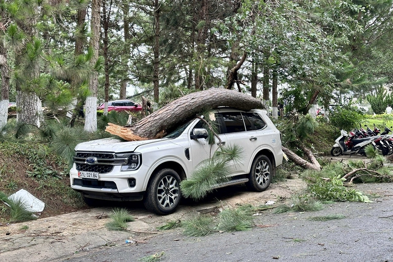 Nhiều ô tô bị cây thông đè bẹp trong mưa gió ở Đà Lạt