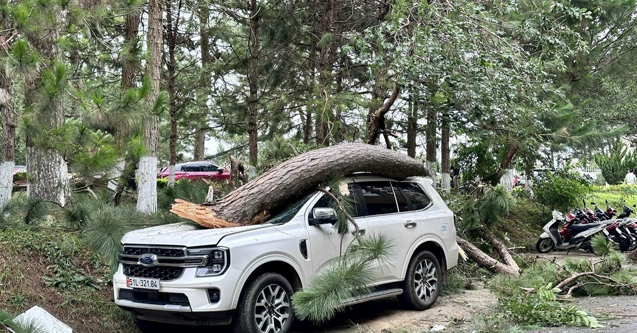 Nhiều ô tô bị cây thông đè bẹp trong mưa gió ở Đà Lạt