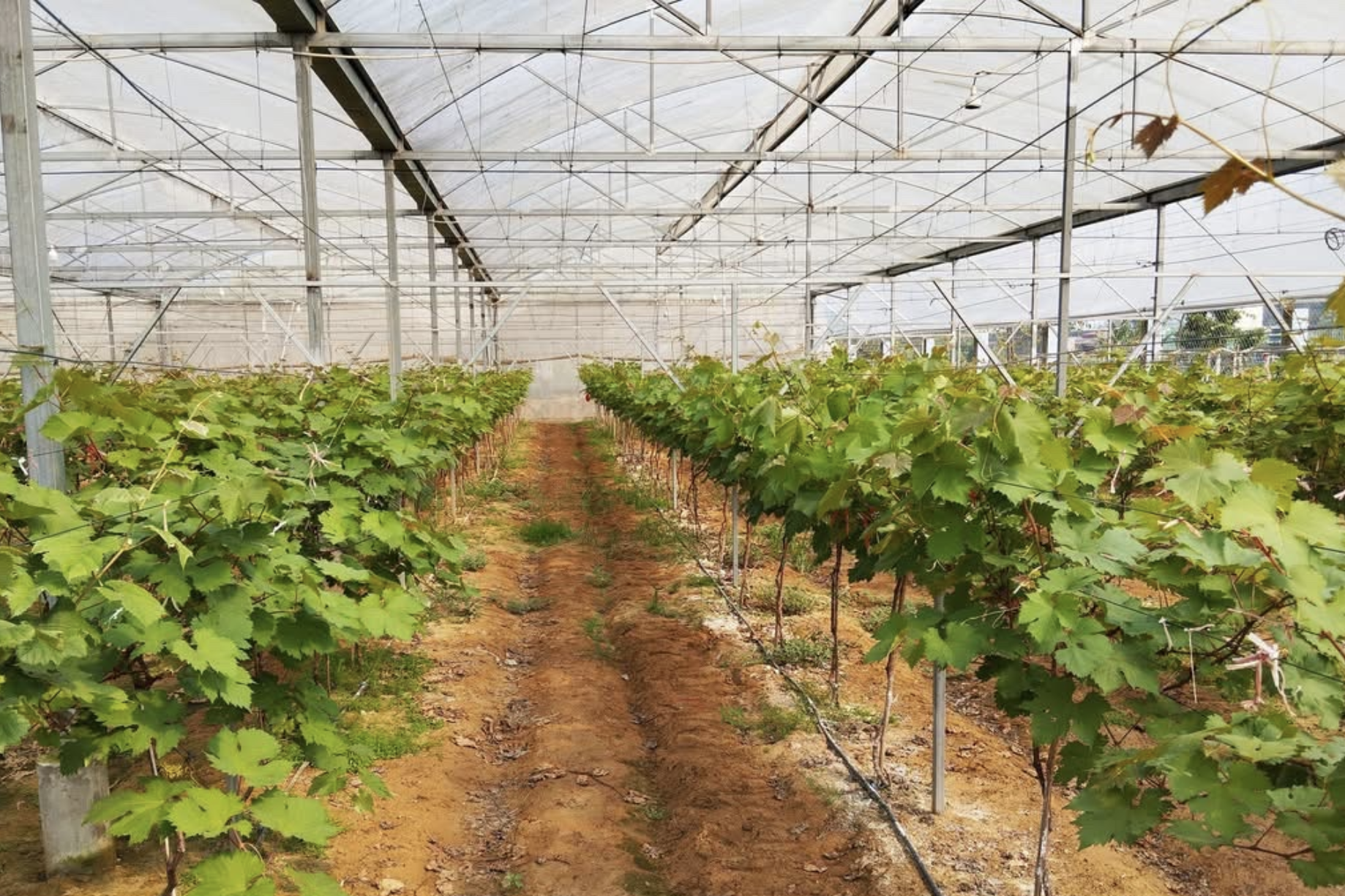 Nông thôn mới Cự Đồng: Công nghệ số nâng tầm sản xuất và thu nhập