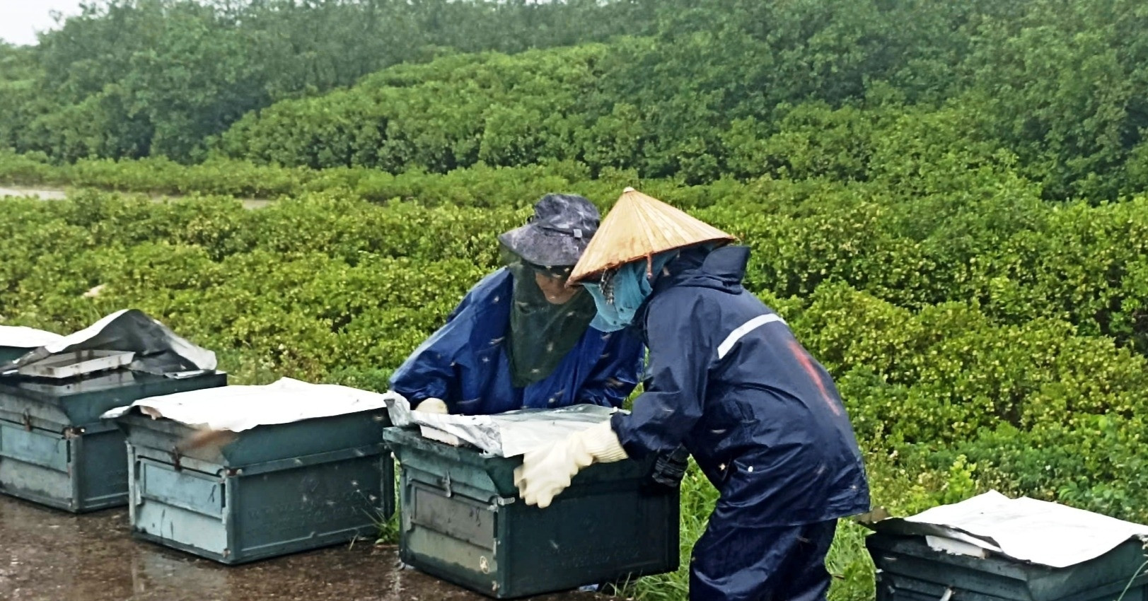 Thuê xe ô tô vận chuyển ong đi xa 1.500km để tránh bão số 3