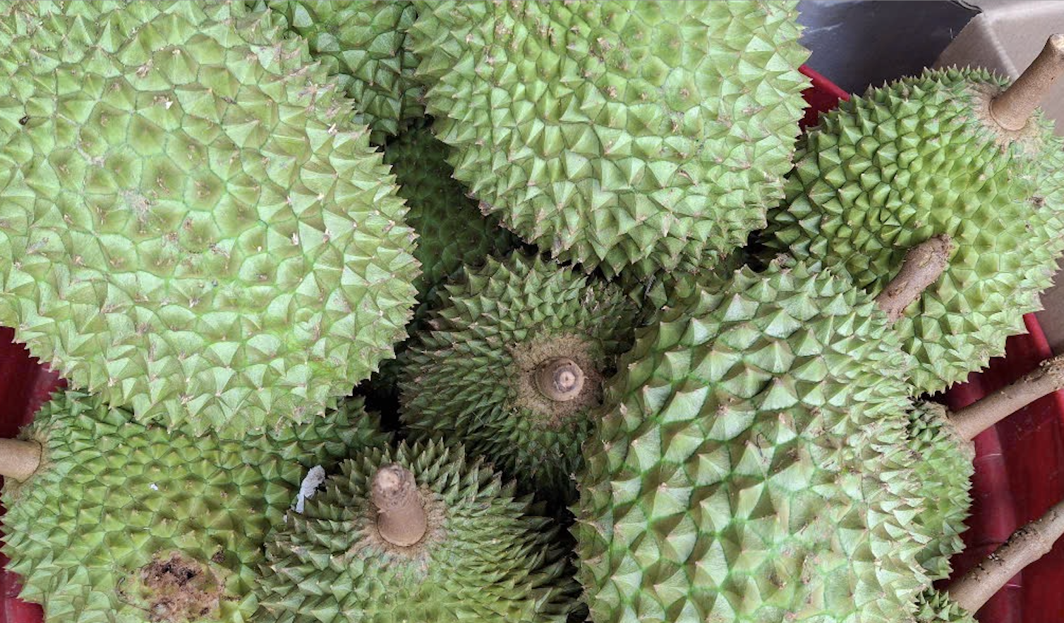sau rieng