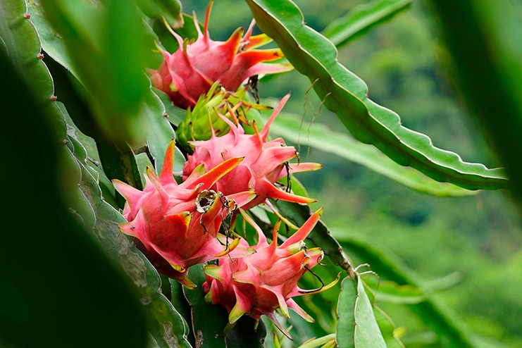 Xuất khẩu nông sản ách tắc vì thiếu giấy chứng nhận: Đại diện Bộ NN&MT nói gì?