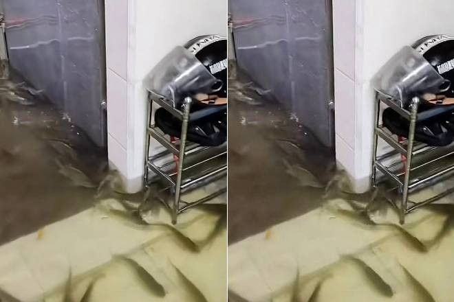 Mưa lớn, đàn cá bơi vào nhà dân, cộng đồng mạng đùa 'đủ ăn cả tháng'