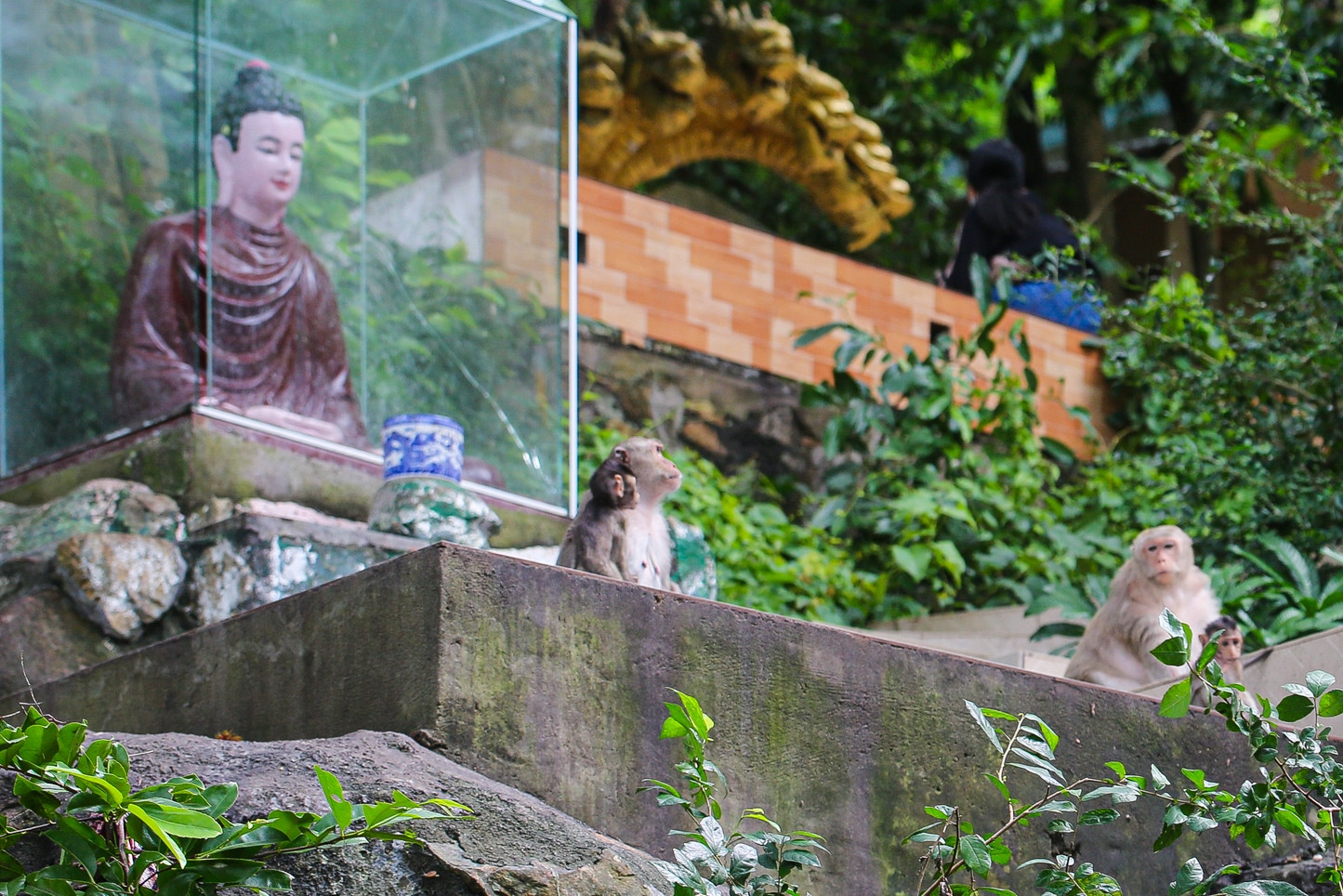 Ngôi chùa ẩn mình trên núi ở TPHCM có đàn khỉ hàng trăm con, hút khách ghé thăm