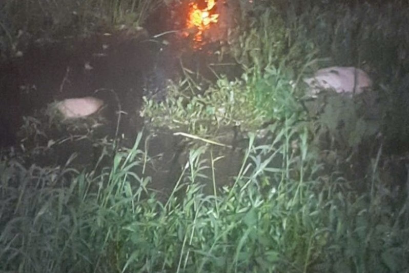 Nhiều xác lợn chết bị vứt xuống suối, chính quyền truy vớt trong đêm