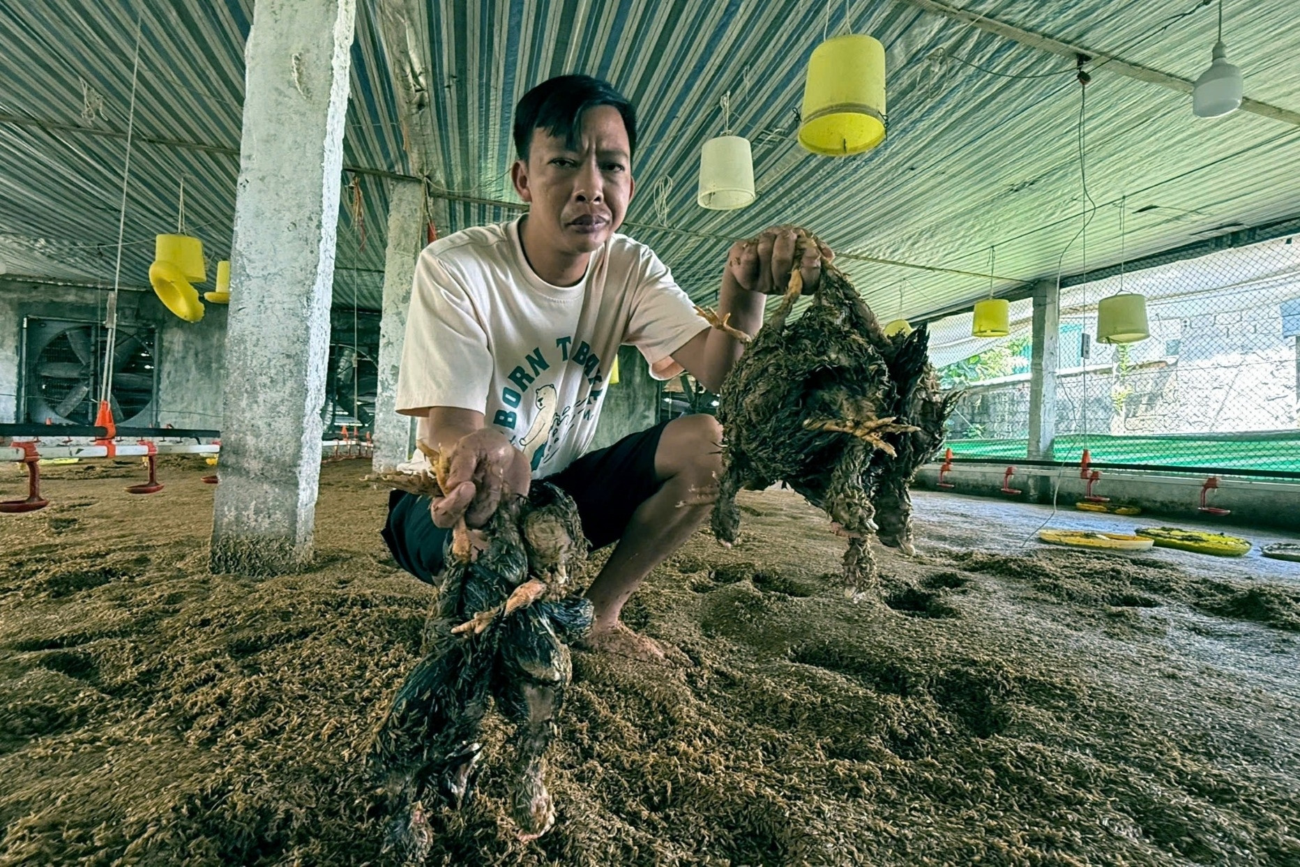 Nước lên đến đâu, gà chết đến đó, chủ trang trại ở Thanh Hoá trắng tay sau lũ