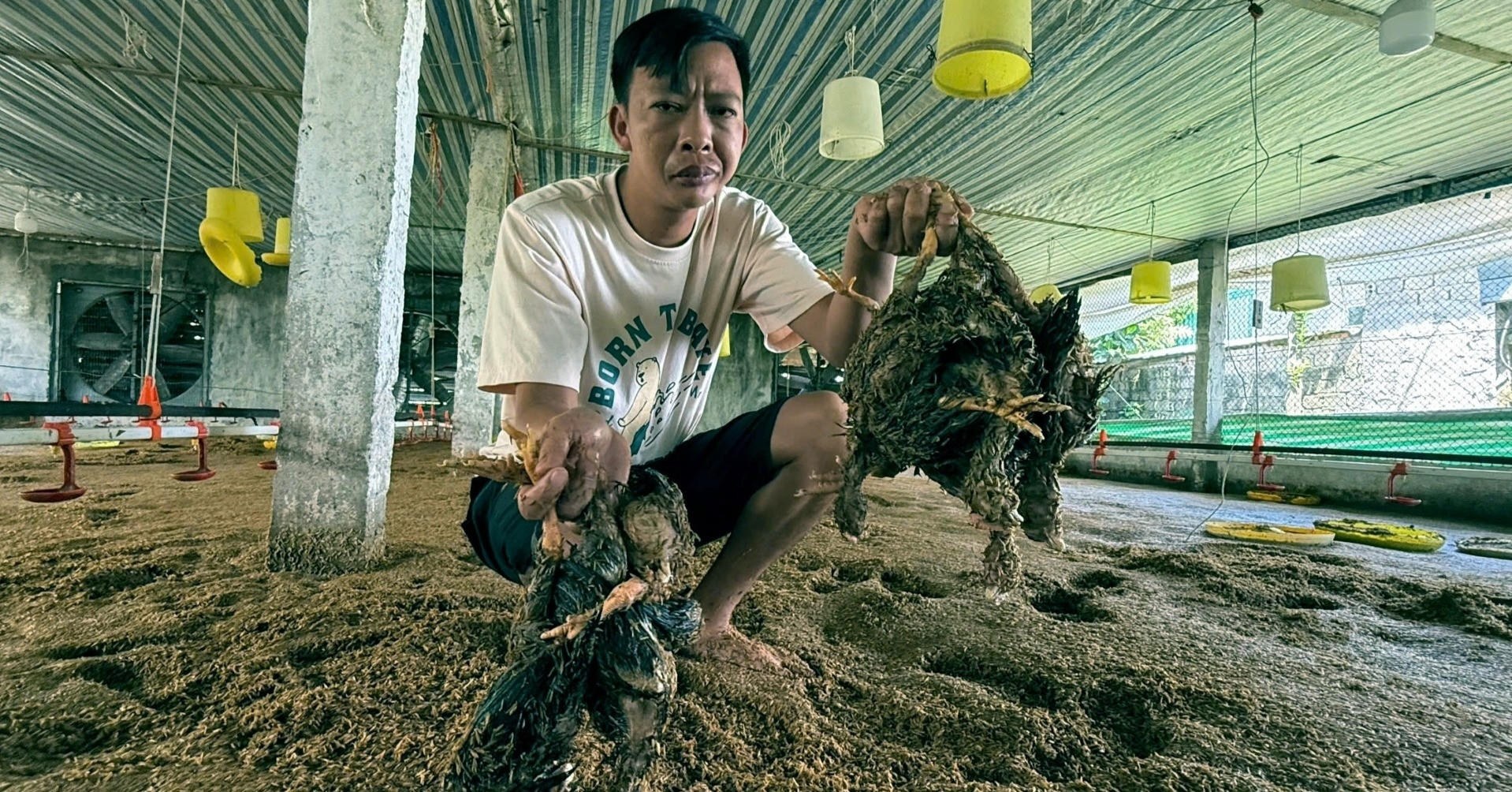 Nước lên đến đâu, gà chết đến đó, chủ trang trạ...