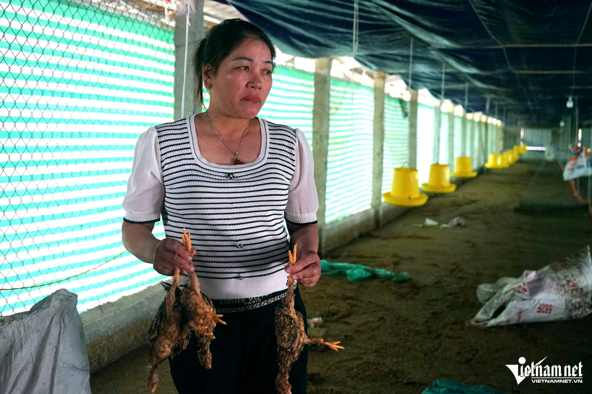 W-a1Vợ chồng ở Thanh Hóa bất lực.jpg