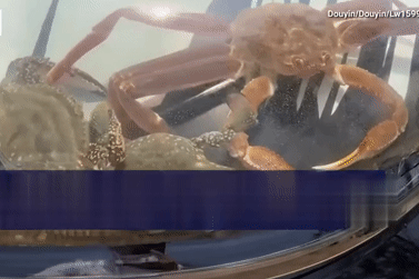 Tài xế biến nắp capo xe sang thành bể chứa cá, cua hoàng đế gây phẫn nộ