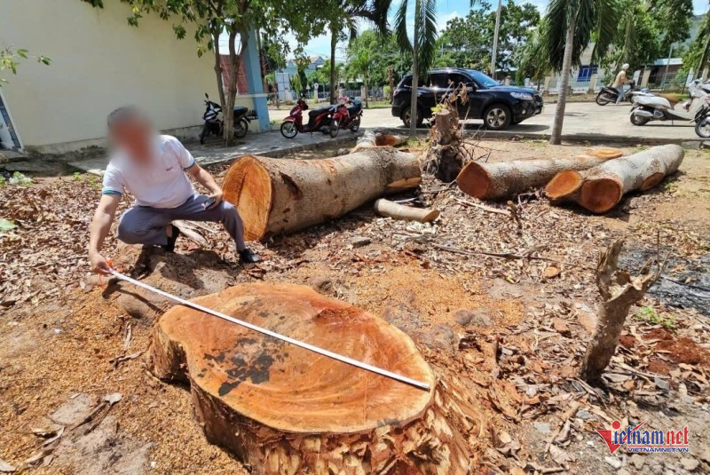 W-Kiểm điểm vụ chặt cây 1.jpg