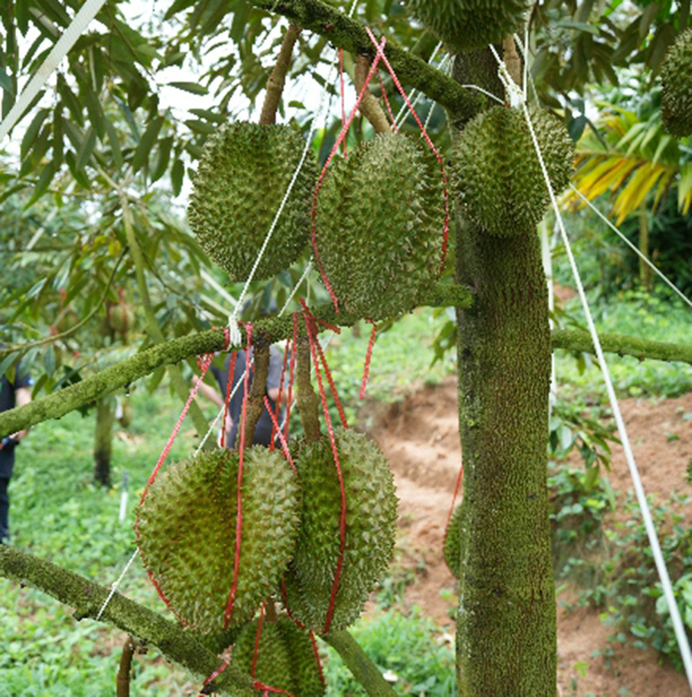 Sau rieng trung quoc.jpg