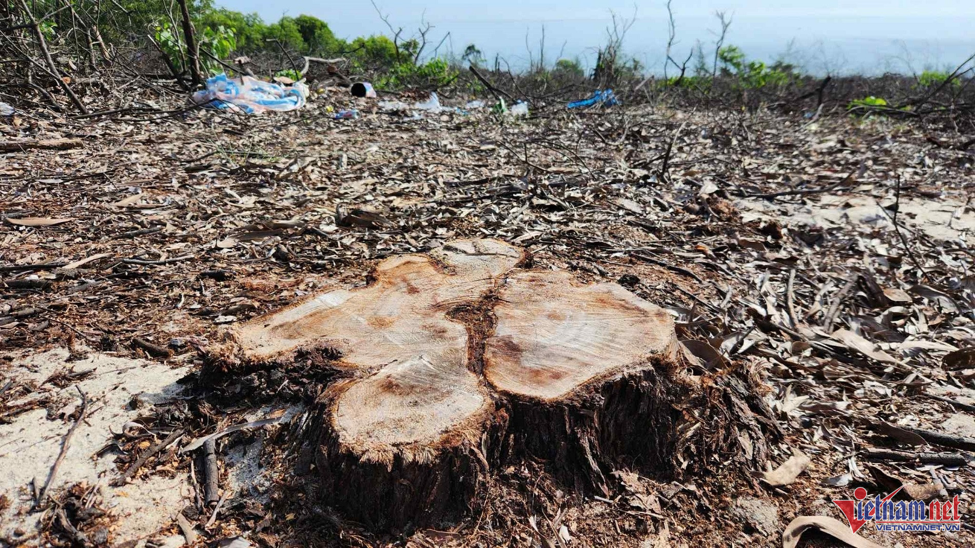 W-4e76d0be bb9b 4005 aa6e 0f3c5f449faa.jpg