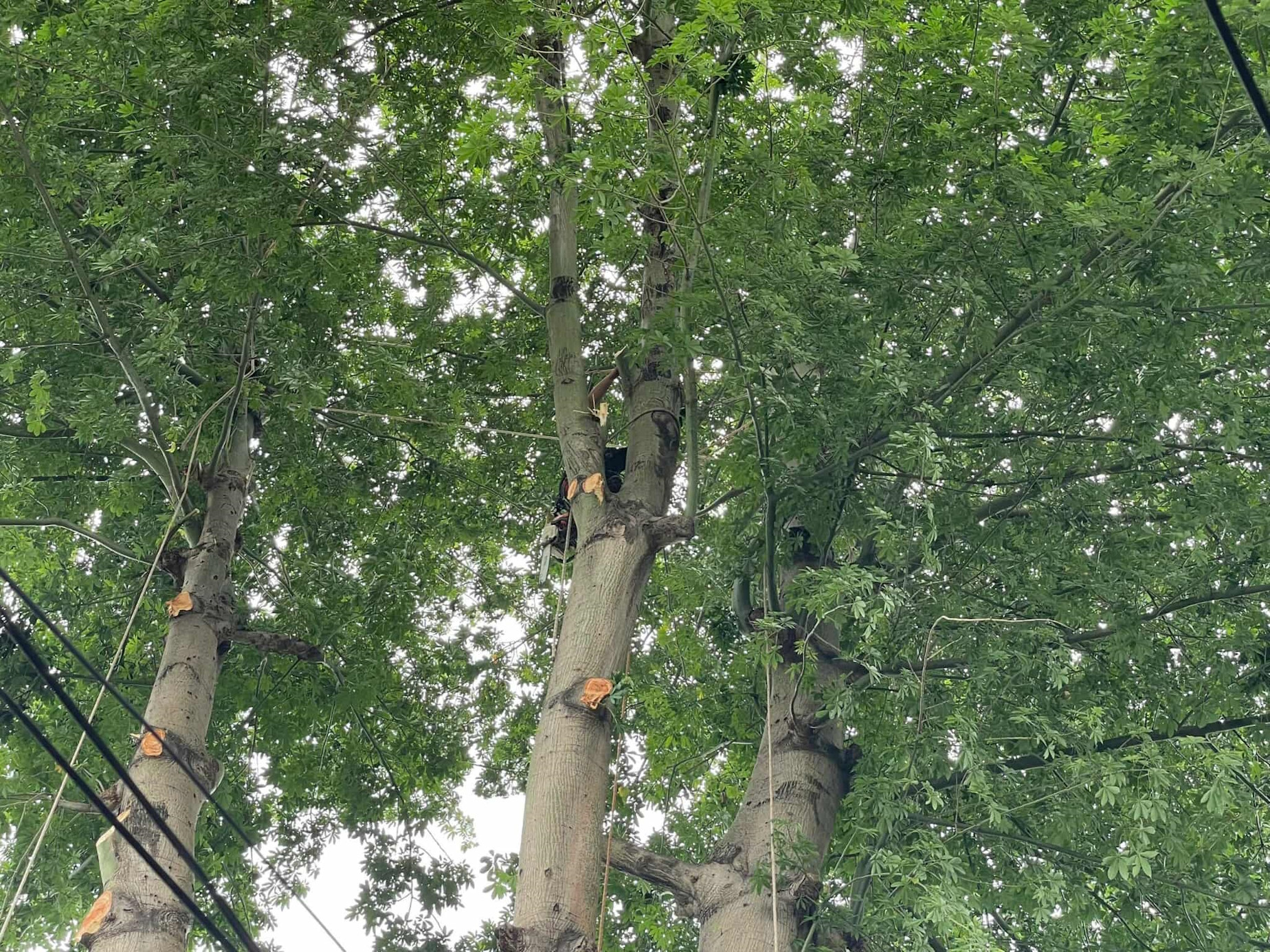 522497163_1309028397319034_4855580915403890960_n (1).jpg