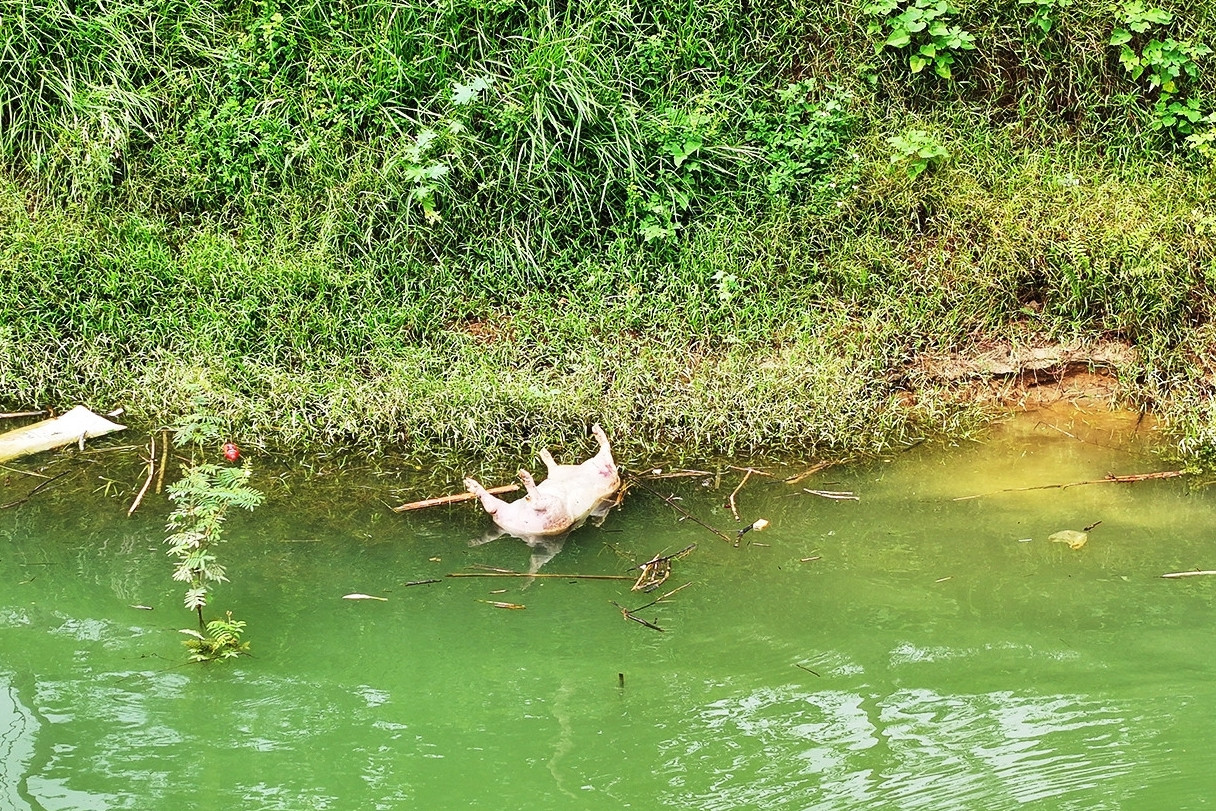Bản tin trưa 26/7: Sông Lô chảy xiết, xuất hiện cảnh tượng gây lo sợ ở hạ lưu
