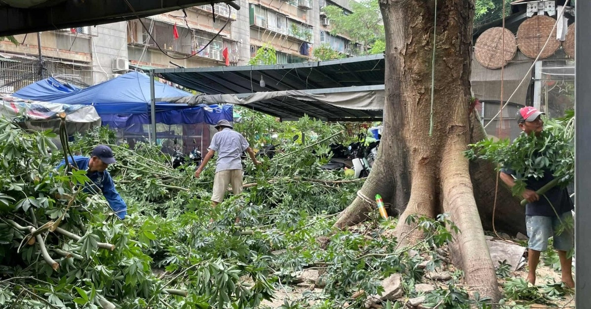 Cảnh tượng cây gòn cao 30m bật rễ chực đổ, đe doạ hàng chục dân chung cư